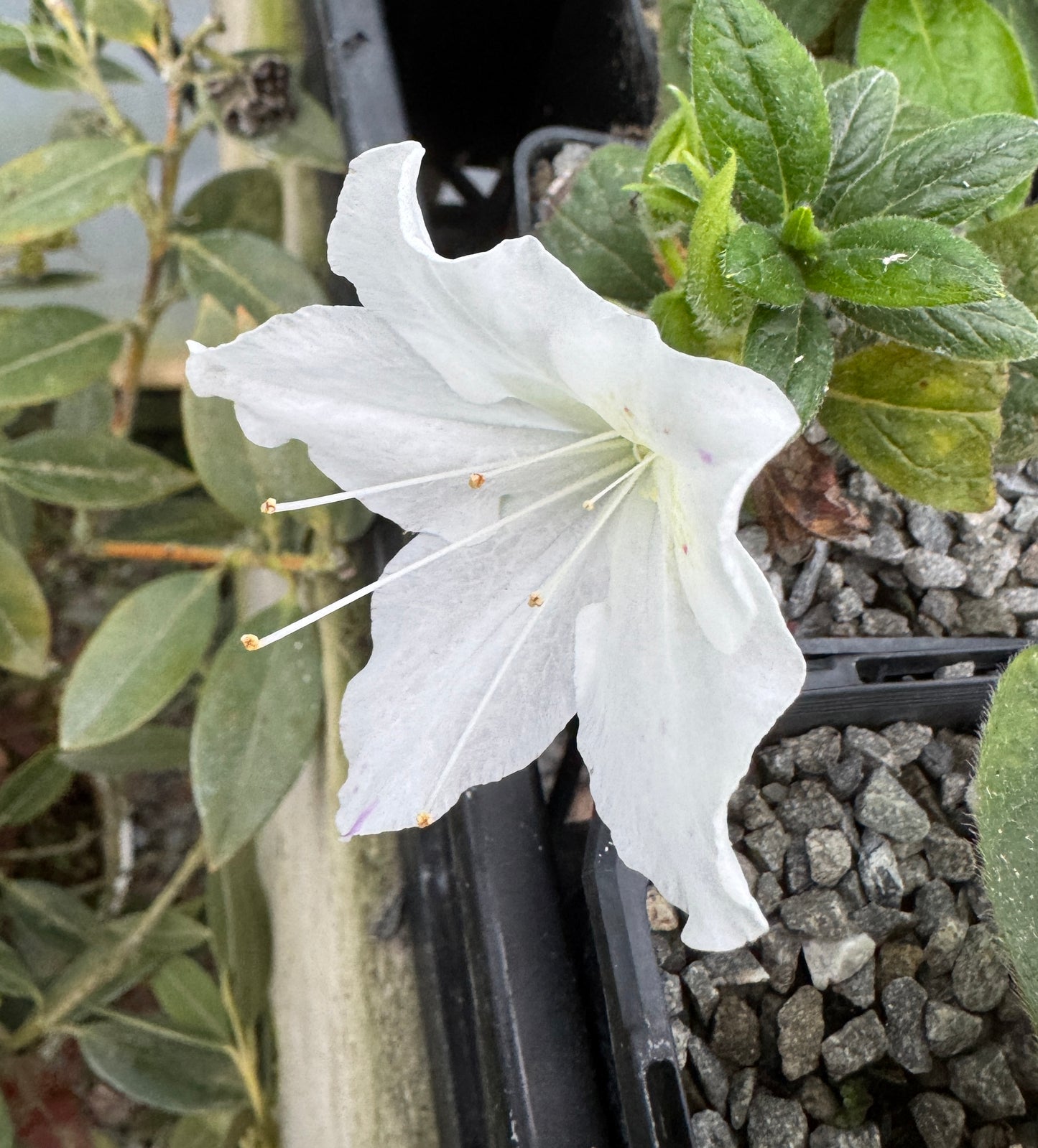 Rhododendron 'Panda'