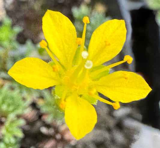 Saxifraga x borisii