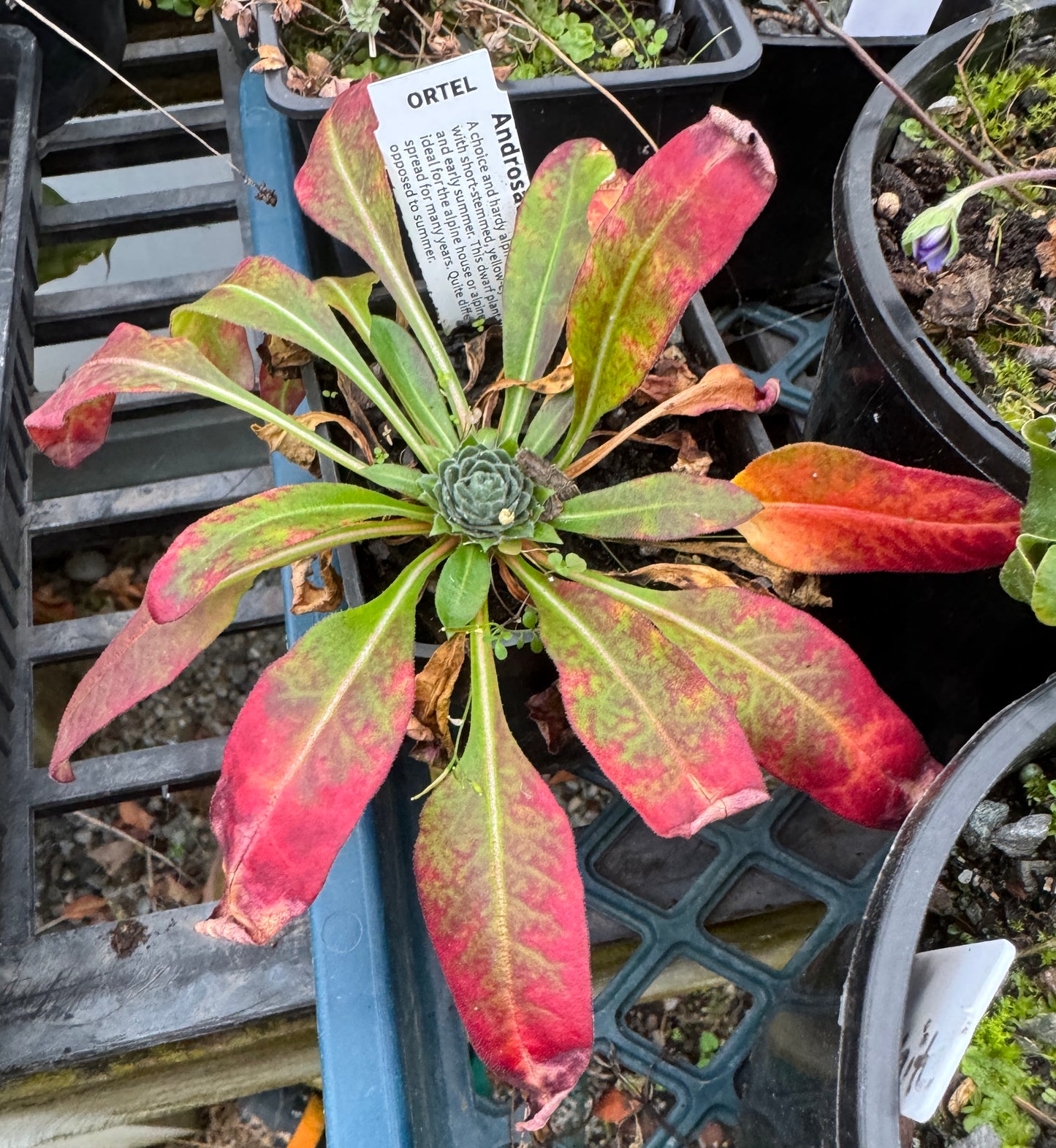 Androsace strigillosa