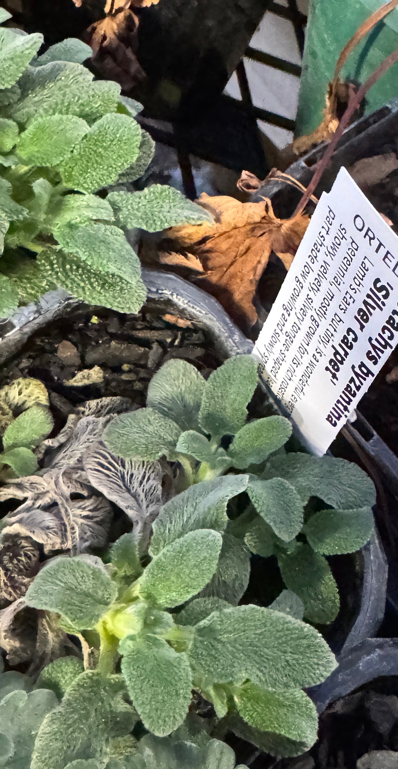 Stachys byzantina 'Silver carpet'