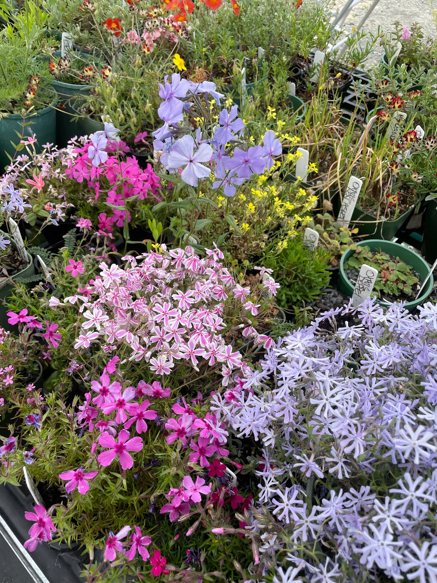 Phlox subulata Tamaongalei (Tammy)