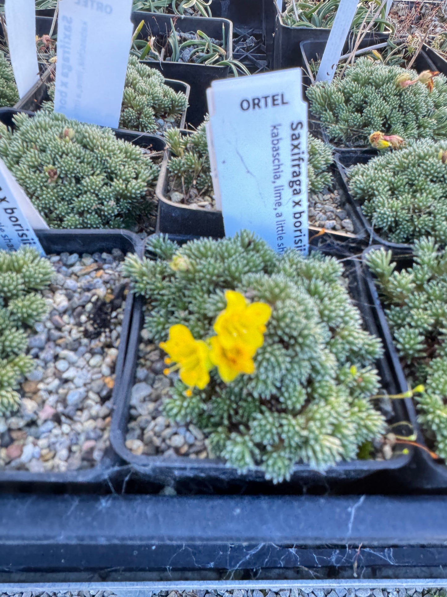 Saxifraga x borisii