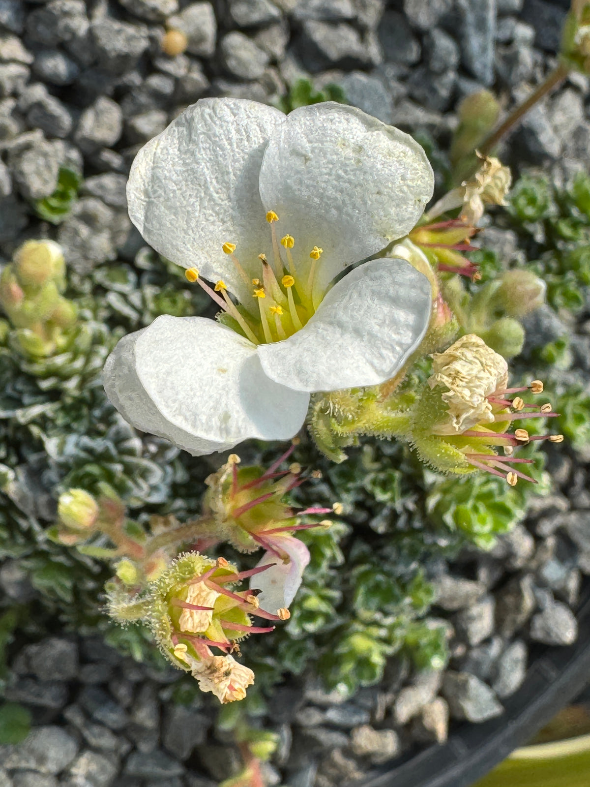 Saxifraga apiculata alba
