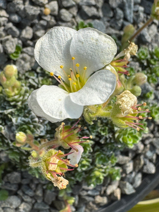 Saxifraga apiculata alba