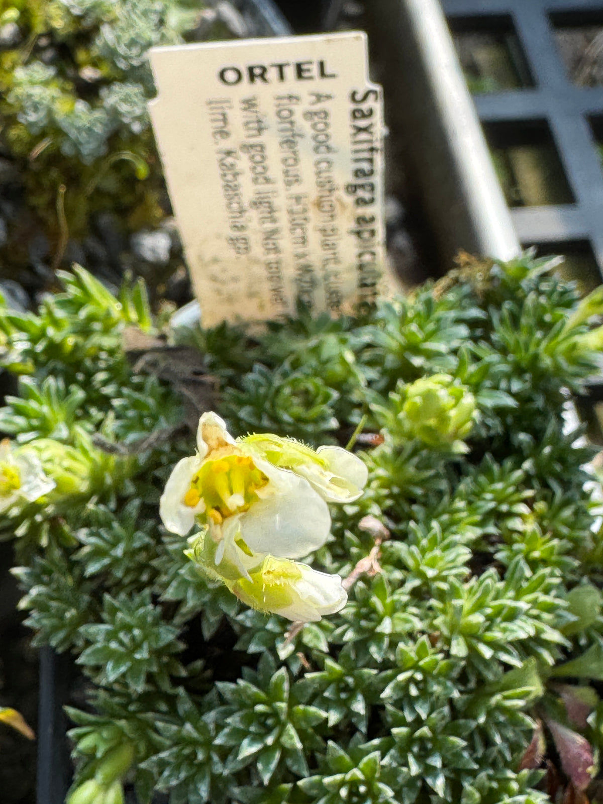 Saxifraga apiculata alba