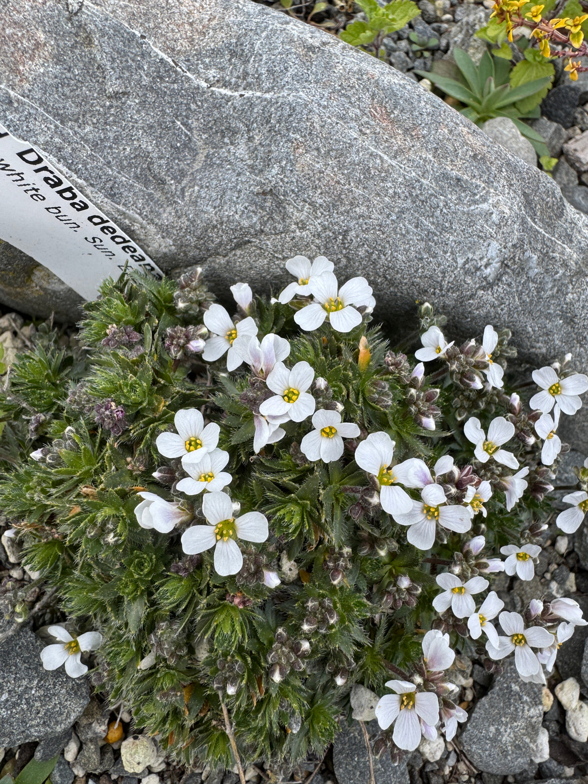 Draba dedeana