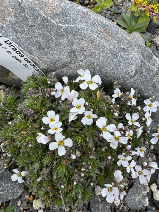 Draba dedeana