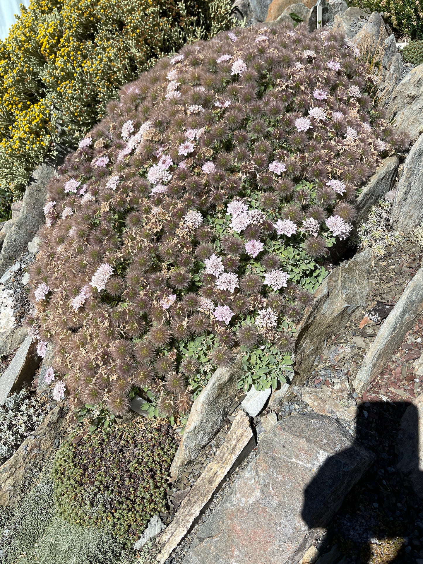 Pterocephalus perenne