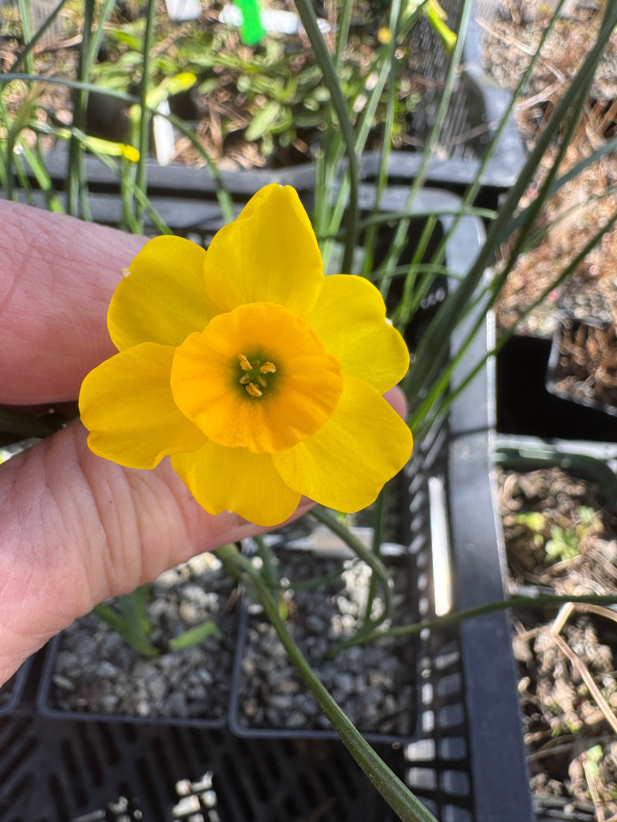 Narcissus jonquilla  'Kokopelli'
