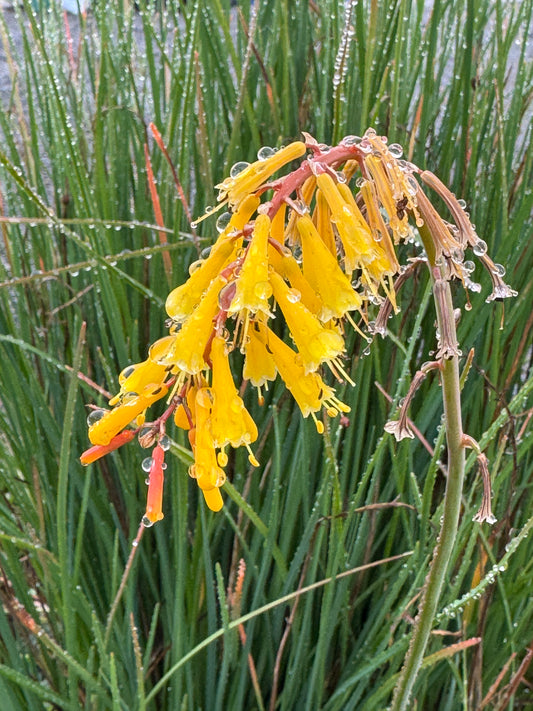 Kniphofia dwarf yellow