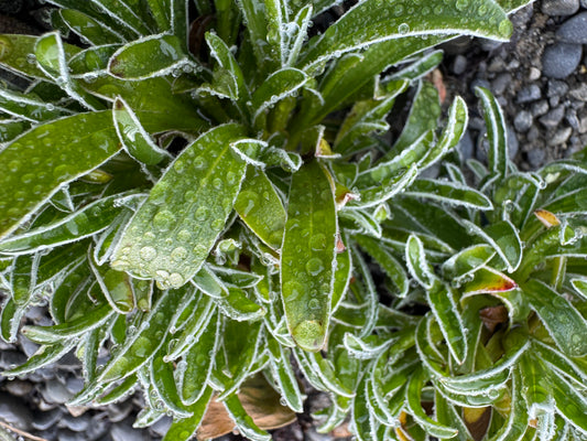 Helichrysum marginata