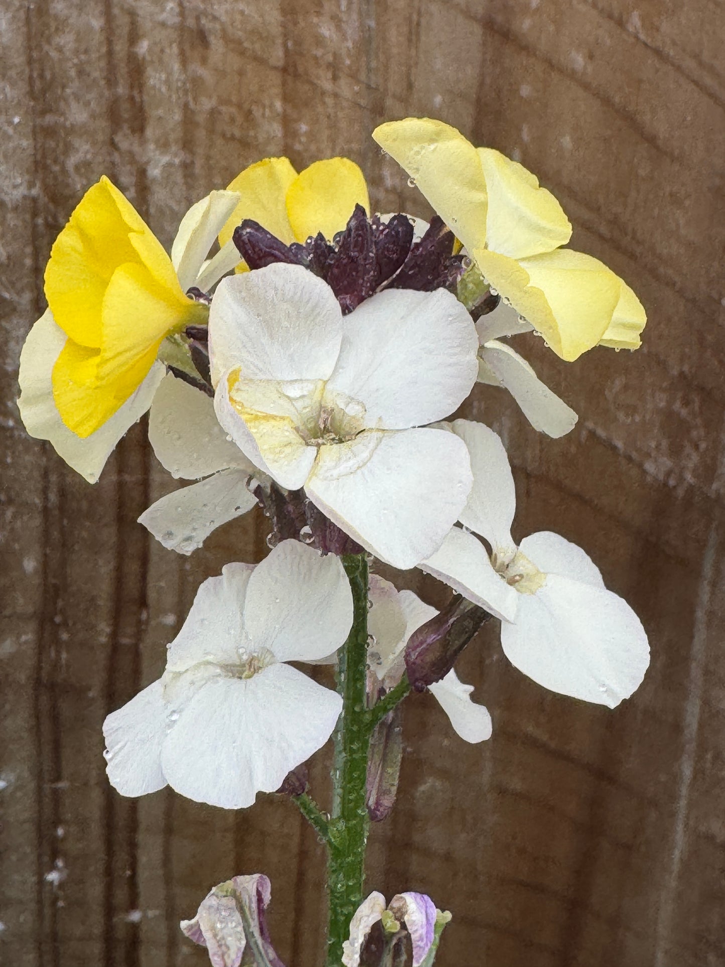 Erysimum x chieri yellow and lemon