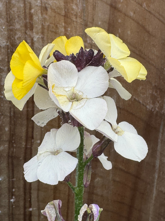 Erysimum x chieri yellow and lemon