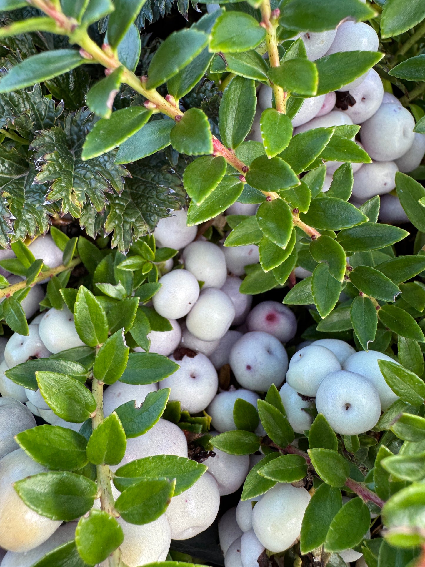 Gaultheria myrsinoides syn. Pernettya prostrata pentlandii
