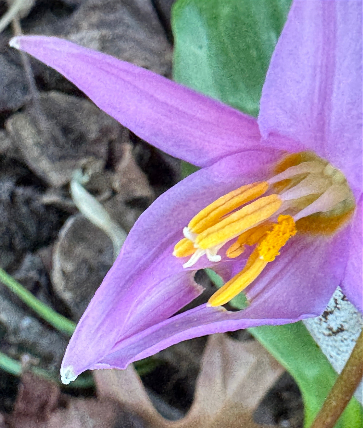 Erythronium revolutum