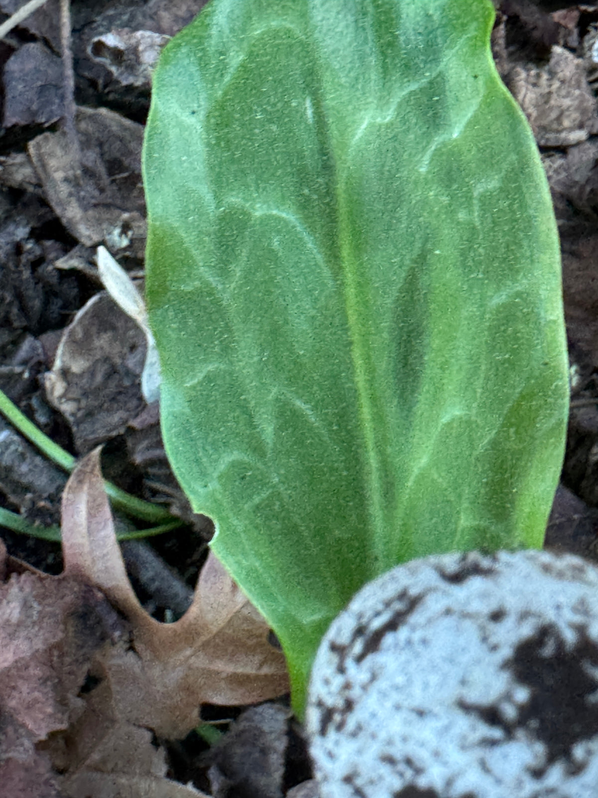 Erythronium revolutum