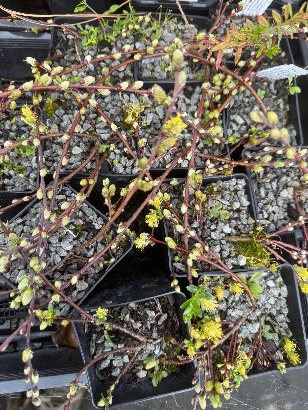 Salix arctica