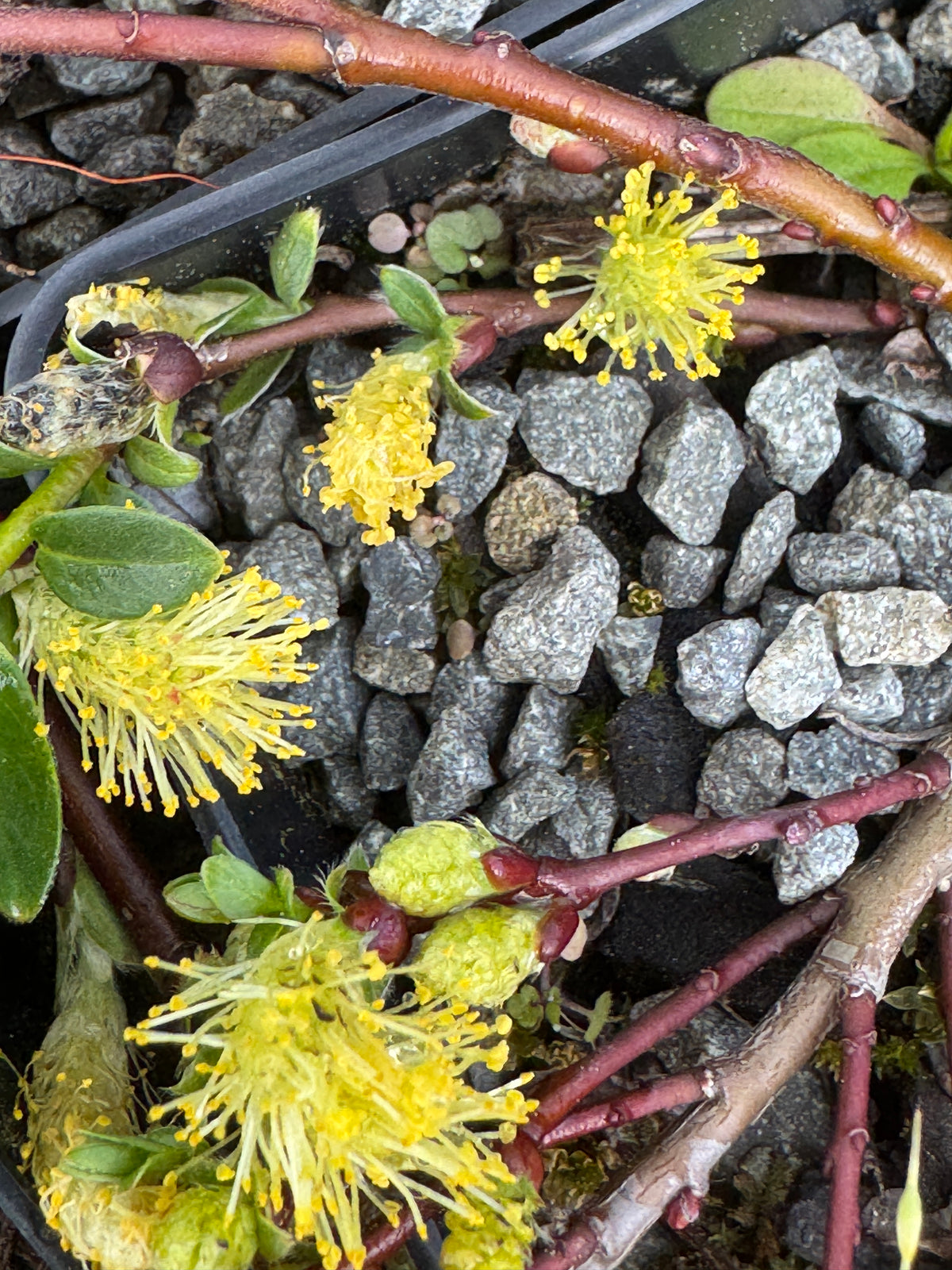 Salix arctica