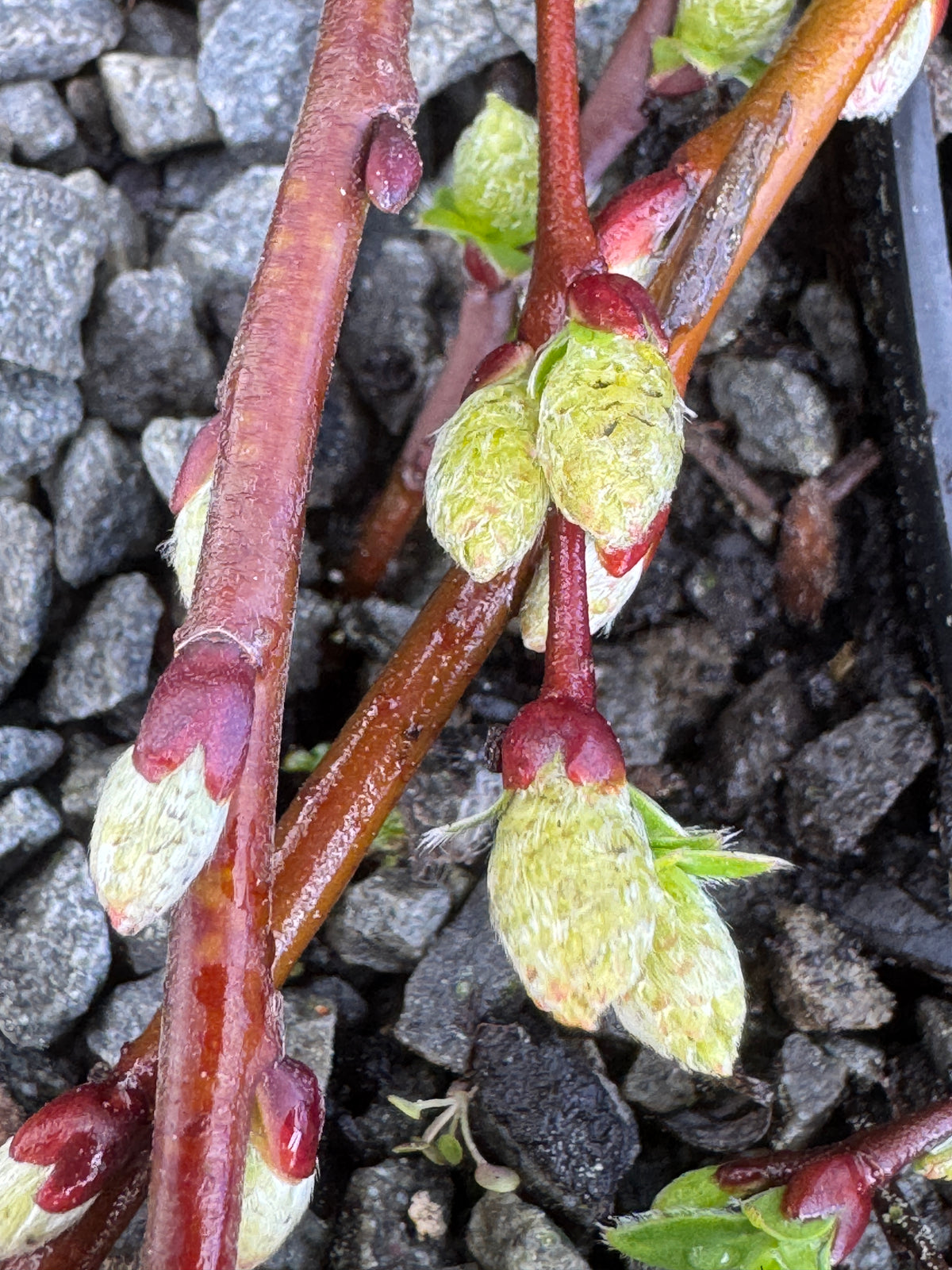 Salix arctica