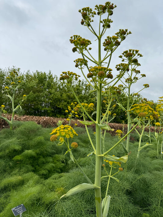 Ferula communis glauca