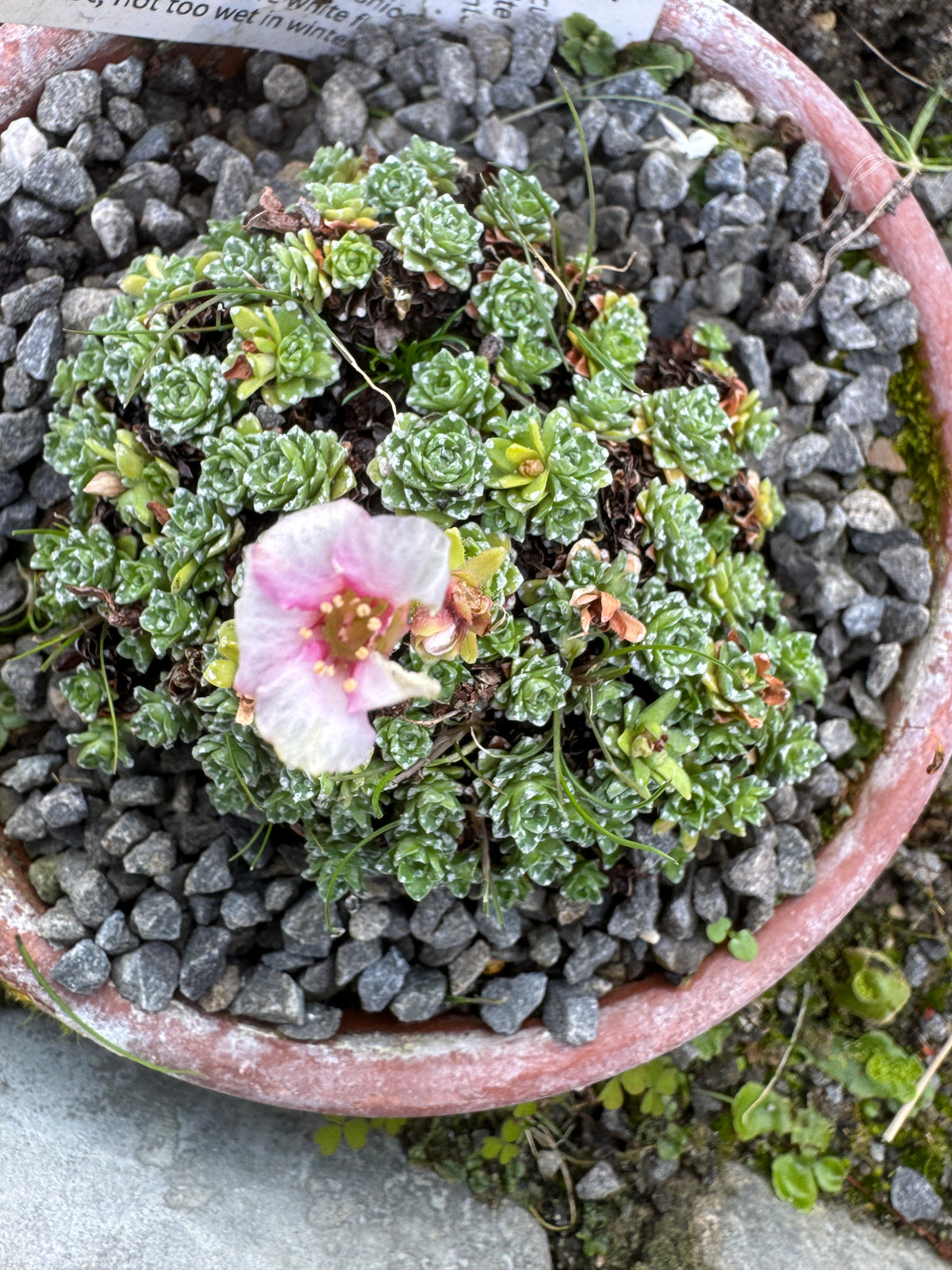 Saxifraga wendelboi