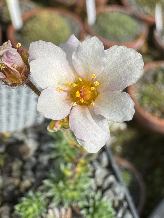 Saxifraga scardica