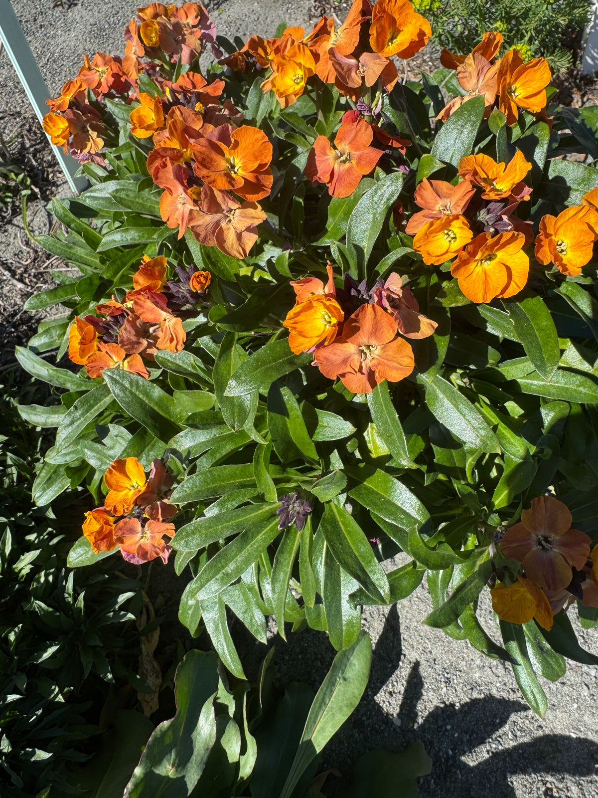 Erysimum   x Tangerine colours