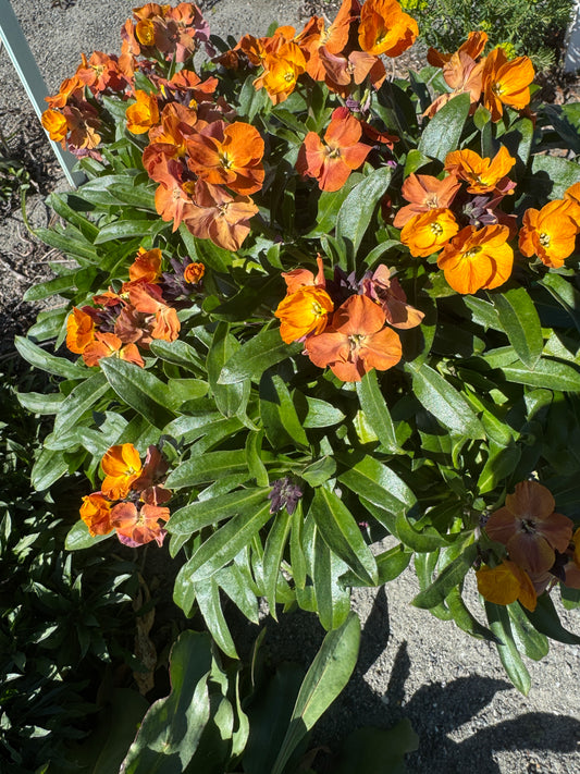 Erysimum   x Tangerine colours