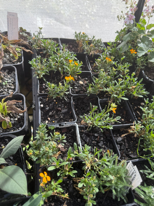 Erysium kotschyanium orange