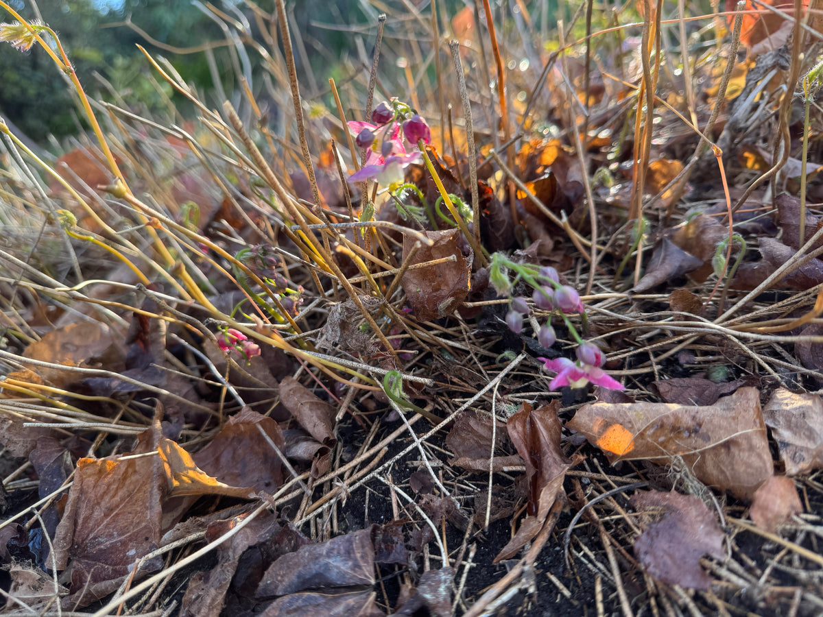 Epimedium x rubrum