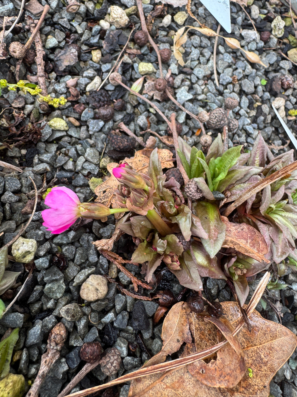 Primula rosea
