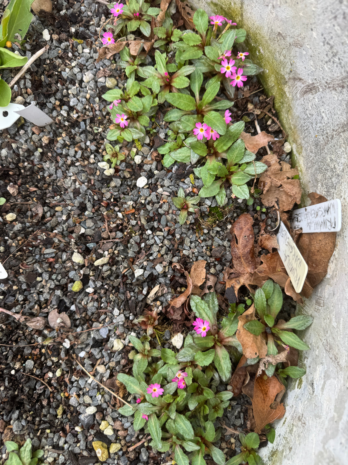 Primula warshenewskyana