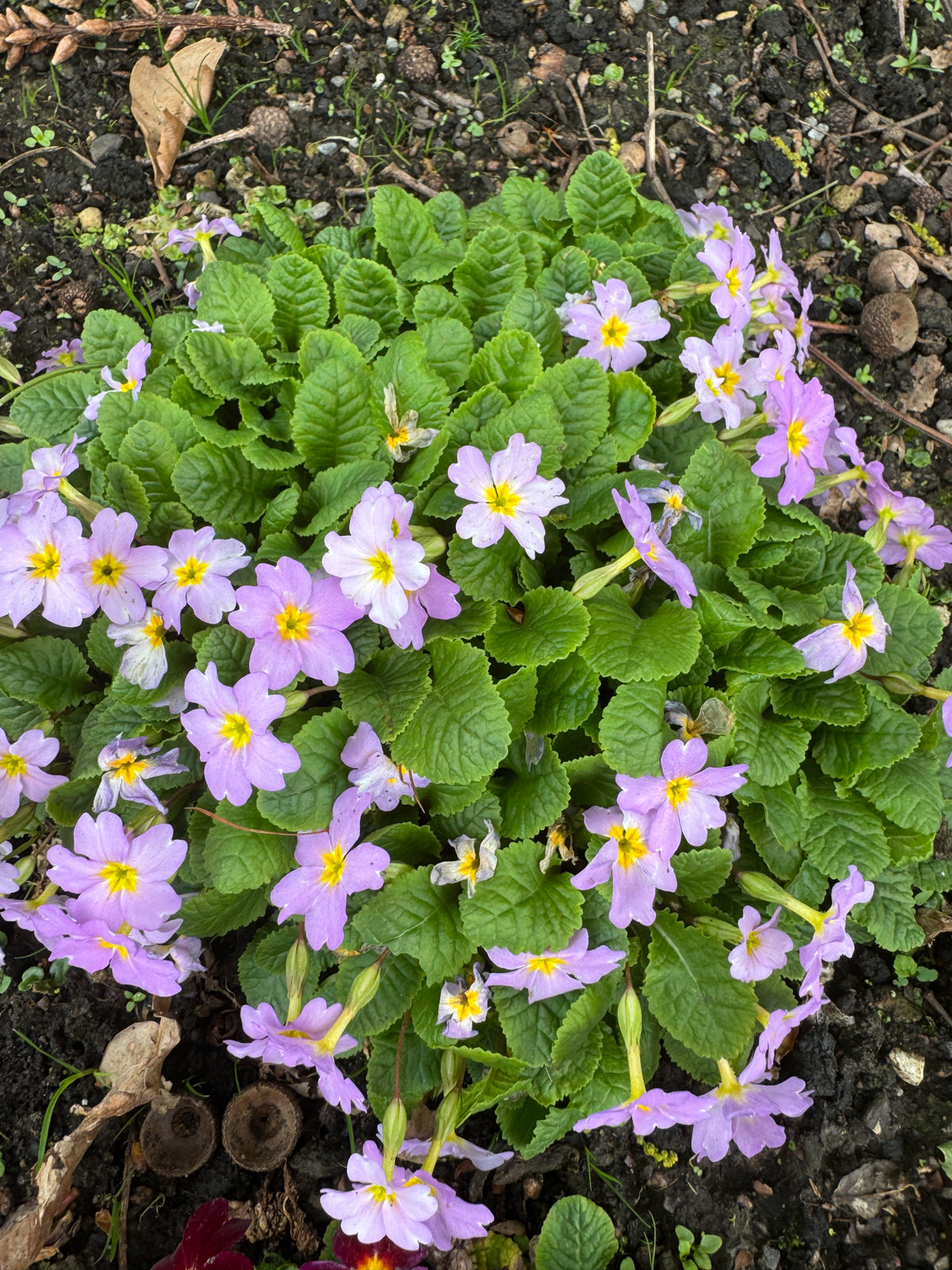 Primula vulgaris var. sibthorpii