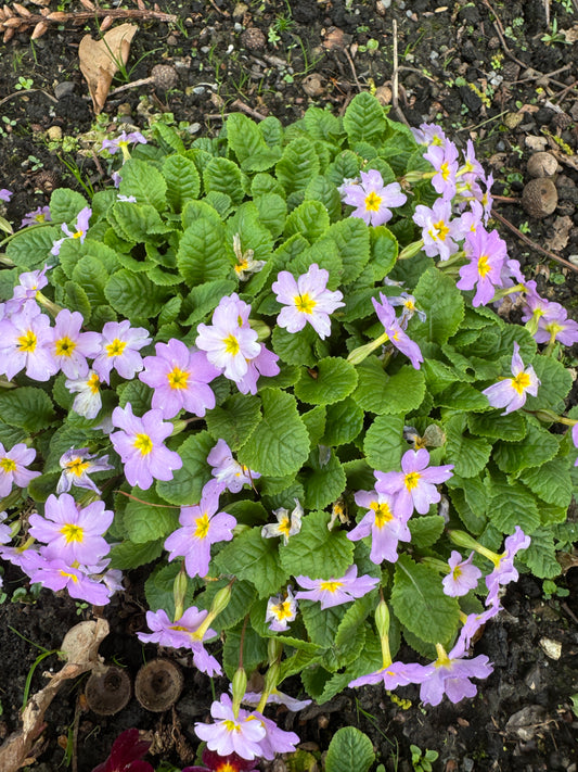 Primula vulgaris var. sibthorpii