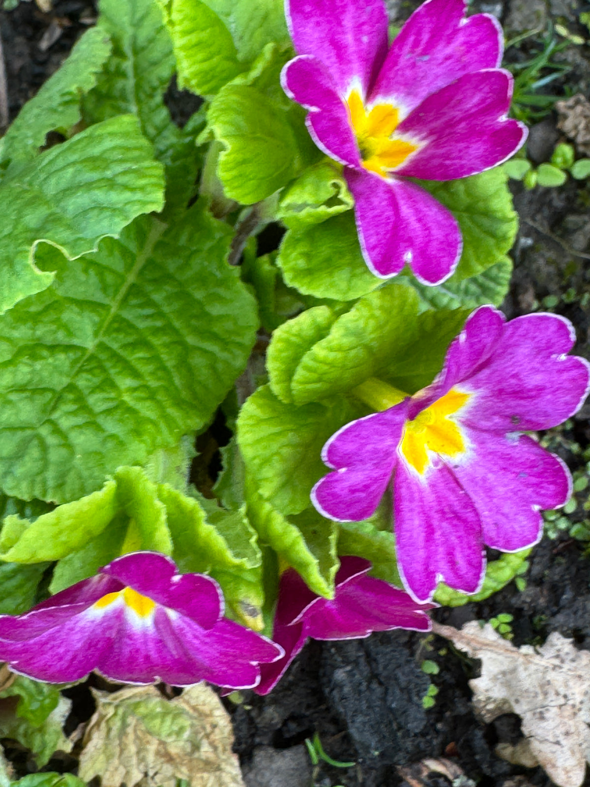 Primula Southwell Jack-in-the-Green 'Crimson'