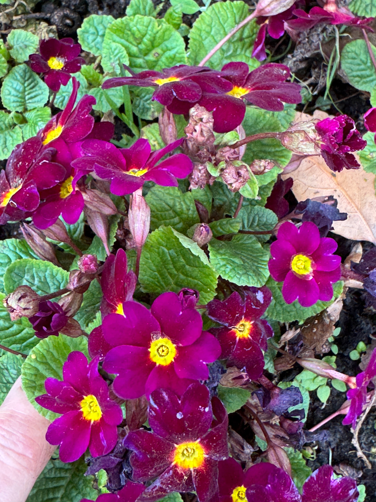 Primula 'Wanda'