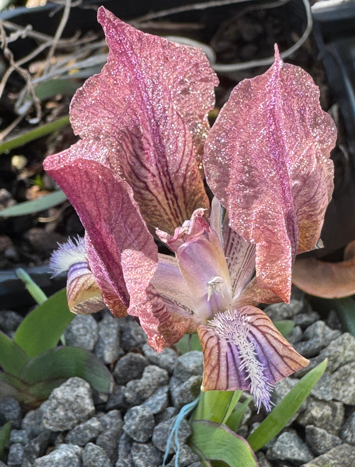 Iris suaveolens rubra marginata syn. I. mellita