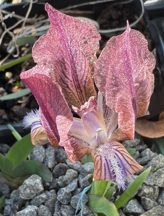 Iris suaveolens rubra marginata syn. I. mellita