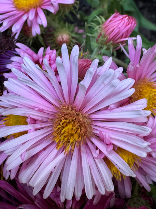 Symphyotrichum novi-angliae (Aster) Pink selection