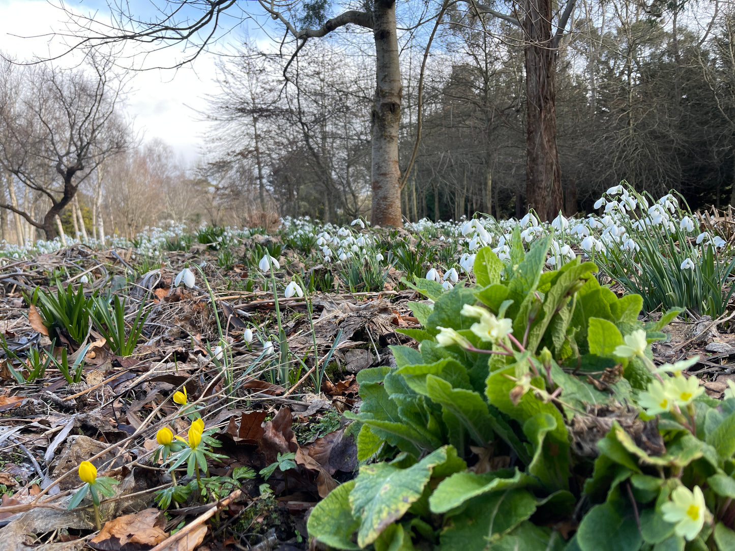 Galanthus 'S. Arnott'