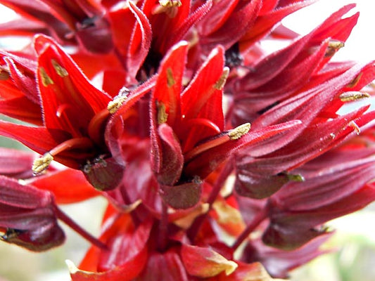 Melianthus major