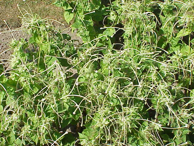 Mirabilis longiflora