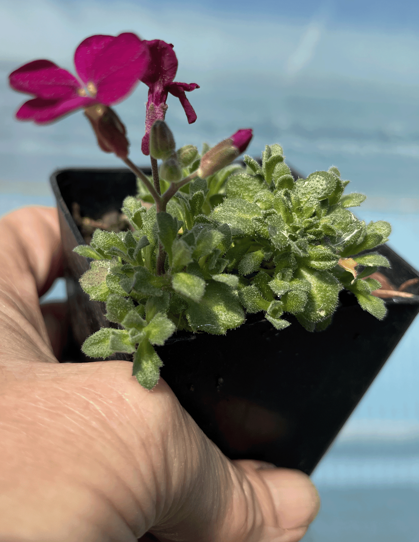 Aubrieta 'Mrs Rodewald'