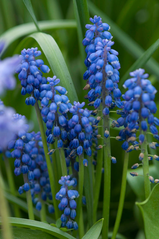 Muscari neglectum