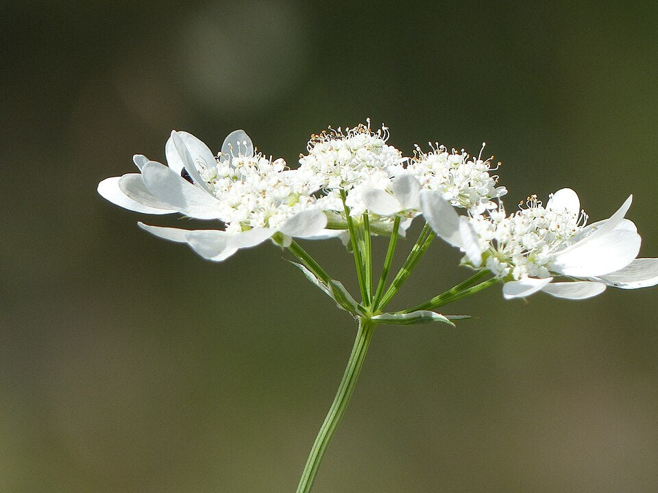 Orlaya grandiflora seed