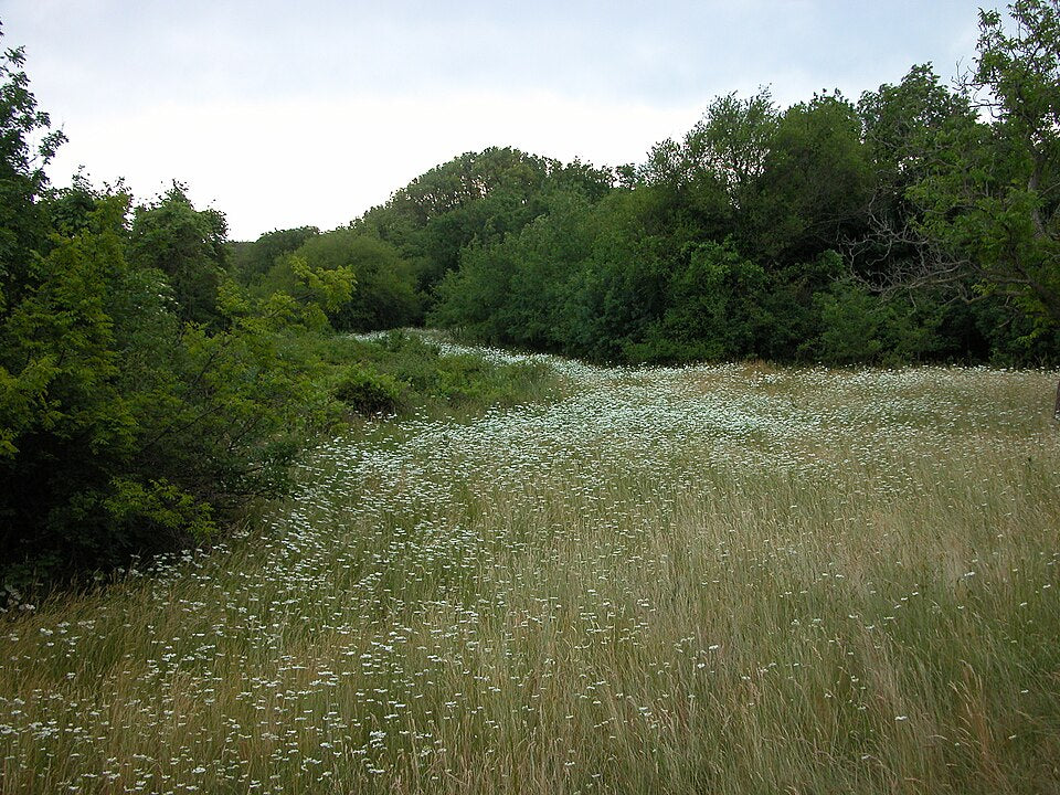 Orlaya grandiflora