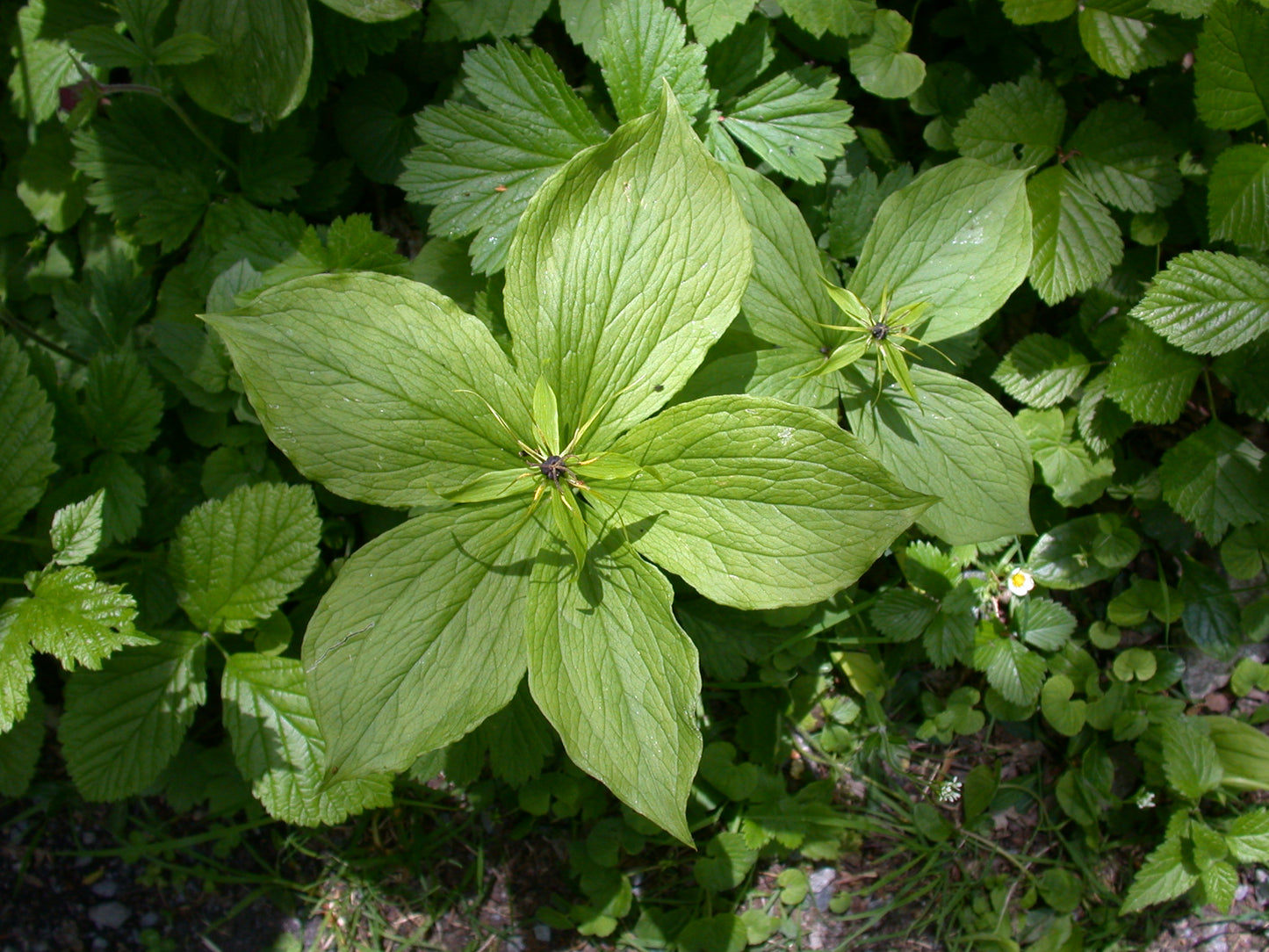 Paris quadrifolia