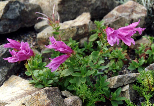 Penstemon davidsonii var. menziesii