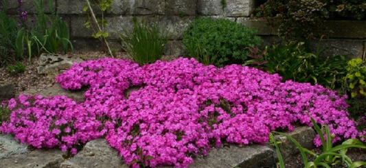 Phlox subulata 'Daniel'