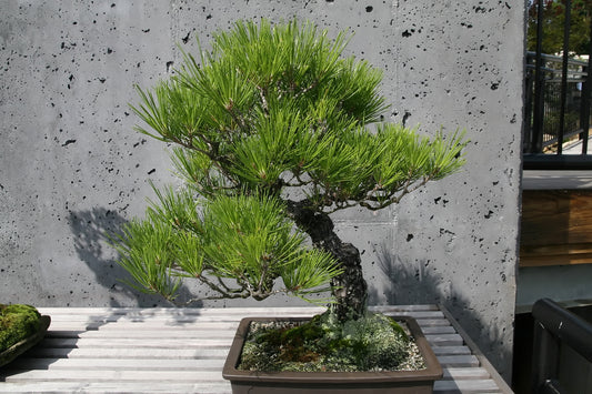 Pinus thunbergii